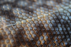 Dipsosaurus dorsalis