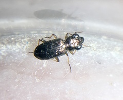 Notiophilus aeneus
