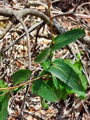 Goodenia decurrens