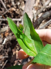 Goodenia decurrens