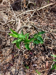 Goodenia decurrens