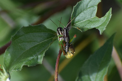 Phaedrotettix
