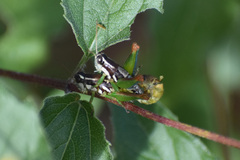 Phaedrotettix