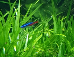 Paracheirodon innesi