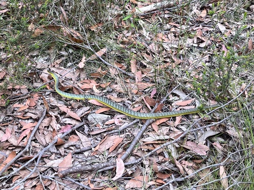 Common Tree Snake sighting