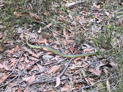 Dendrelaphis punctulatus