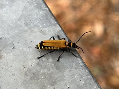 Chauliognathus flavipennis