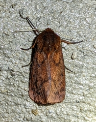 Phragmatobia lineata
