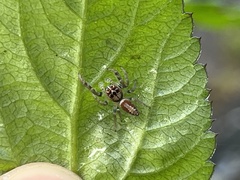 Opisthoncus polyphemus