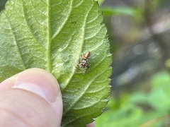 Opisthoncus polyphemus