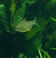 Hyphessobrycon pulchripinnis