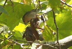 Helmitheros vermivorum