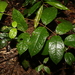 Palmeria scandens - Photo (c) Greg Tasney, μερικά δικαιώματα διατηρούνται (CC BY-SA), uploaded by Greg Tasney