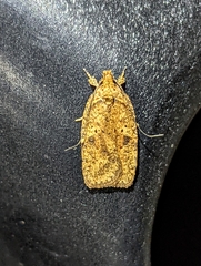 Agonopterix thelmae