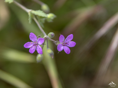 Erodium cicutarium