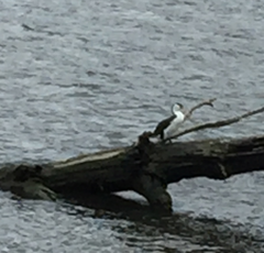 Phalacrocorax varius varius