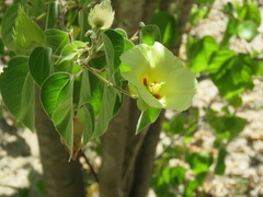 Gossypium davidsonii
