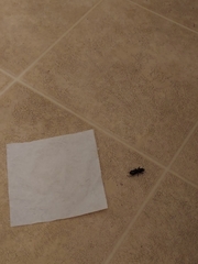 Scarites subterraneus