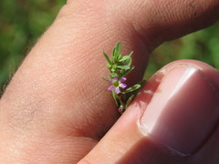 Lythrum tribracteatum