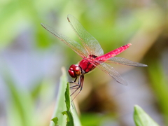 Urothemis aliena