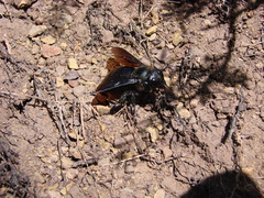 Xylocopa californica arizonensis