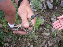 Thamnophis cyrtopsis