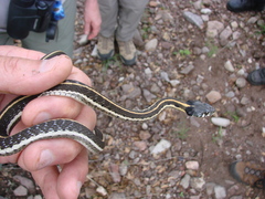 Thamnophis cyrtopsis
