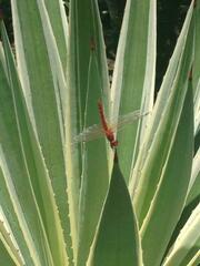 Diplacodes haematodes