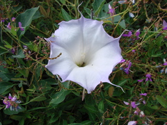 Datura