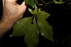 Cissus penninervis