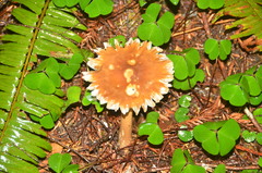 Rhodocollybia butyracea