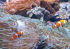 Amphiprion ocellaris