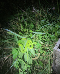 Trimeresurus albolabris