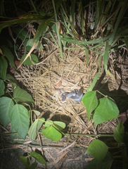 Pareas margaritophorus