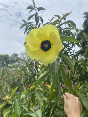 Hibiscus grewiifolius