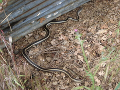 Masticophis lateralis