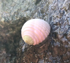Nerita plicata