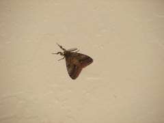 Orgyia pseudotsugata