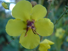 Verbascum blattaria