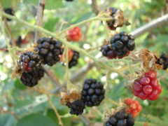 Rubus armeniacus