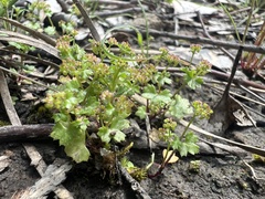 Hydrocotyle callicarpa