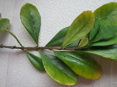 Graptophyllum excelsum