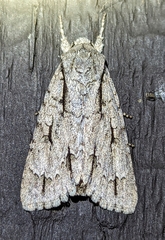 Acronicta lobeliae