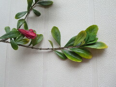 Graptophyllum excelsum