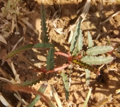 Corchorus asplenifolius