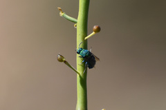 Chrysis conica