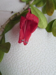 Graptophyllum excelsum