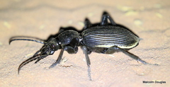 Anthia massilicata