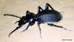 Anthia massilicata