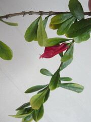 Graptophyllum excelsum